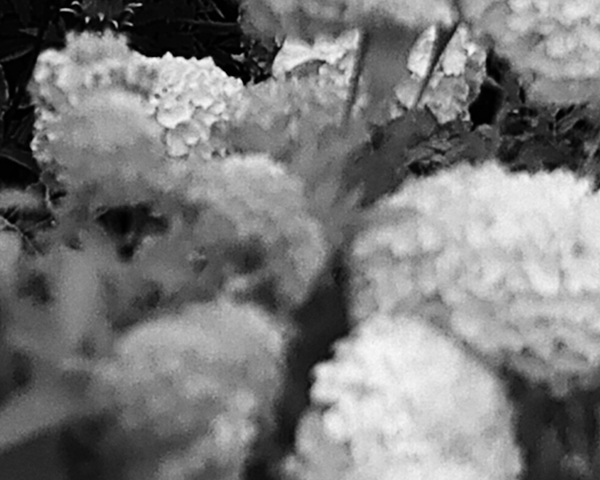 NVDC0019.00_00_16_19.Still003