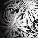 NVDC0019.00_03_51_18.Still022