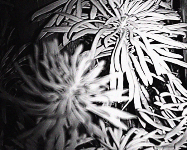 NVDC0019.00_03_51_18.Still022