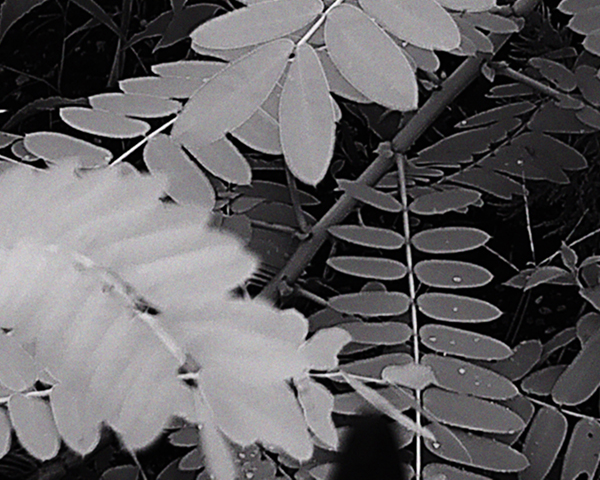 NVDC0019.00_04_24_11.Still023